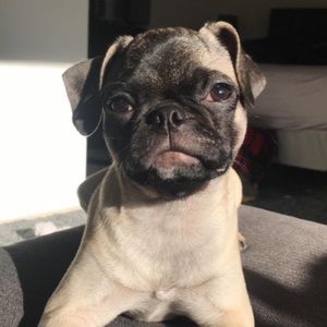 Meet your Posher, Oaj5008